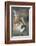 Mountain Lion, Montana-Richard and Susan Day-Framed Photographic Print