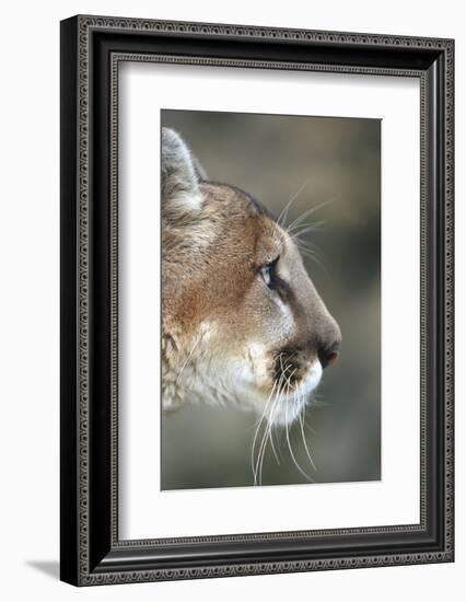 Mountain Lion, Montana-Richard and Susan Day-Framed Photographic Print