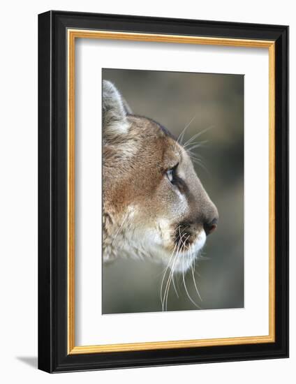 Mountain Lion, Montana-Richard and Susan Day-Framed Photographic Print