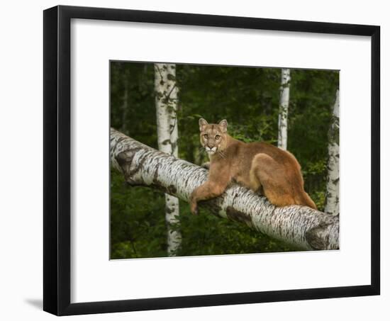 Mountain Lion on Forest Log-Galloimages Online-Framed Photographic Print