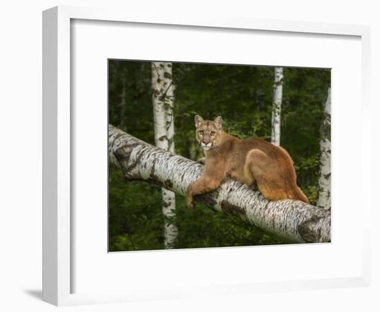 Mountain Lion on Forest Log-Galloimages Online-Framed Photographic Print
