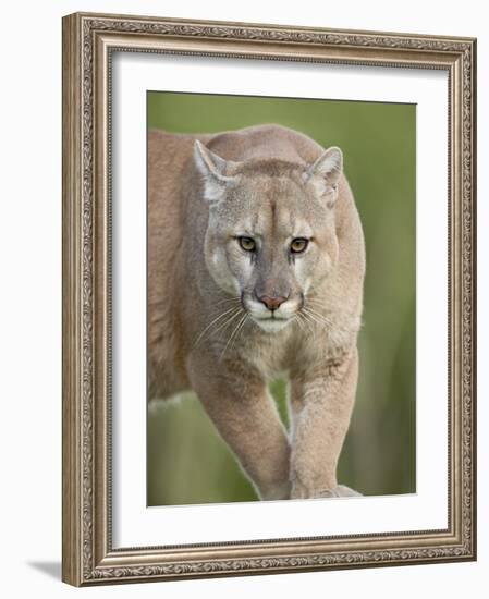 Mountain Lion or Cougar, in Captivity, Sandstone, Minnesota, USA-James Hager-Framed Photographic Print