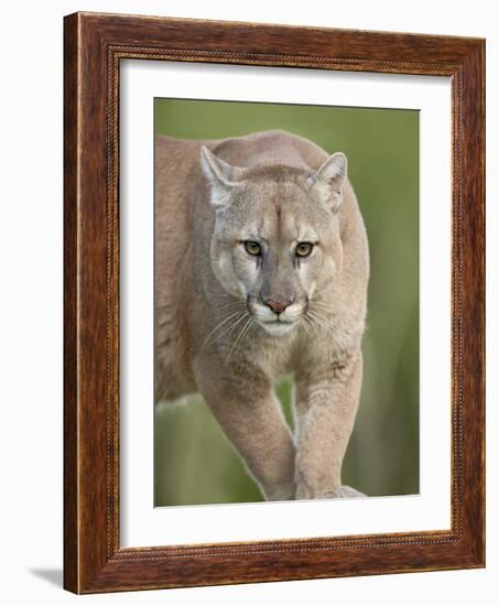 Mountain Lion or Cougar, in Captivity, Sandstone, Minnesota, USA-James Hager-Framed Photographic Print