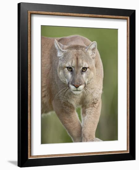 Mountain Lion or Cougar, in Captivity, Sandstone, Minnesota, USA-James Hager-Framed Photographic Print