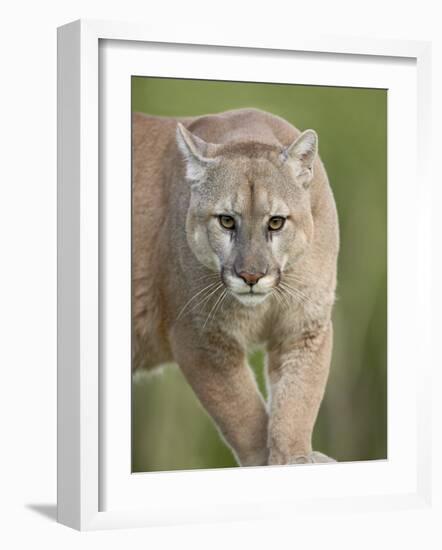 Mountain Lion or Cougar, in Captivity, Sandstone, Minnesota, USA-James Hager-Framed Photographic Print