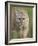 Mountain Lion or Cougar, in Captivity, Sandstone, Minnesota, USA-James Hager-Framed Photographic Print