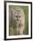 Mountain Lion or Cougar, in Captivity, Sandstone, Minnesota, USA-James Hager-Framed Photographic Print