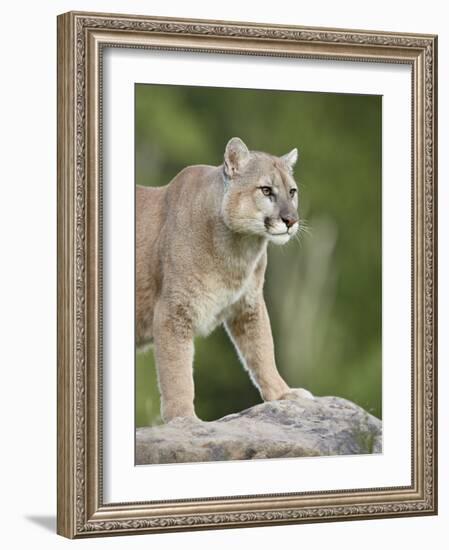 Mountain Lion or Cougar, in Captivity, Sandstone, Minnesota, USA-James Hager-Framed Photographic Print