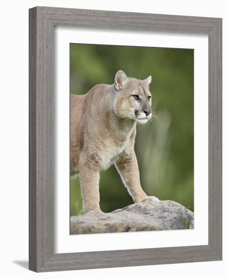 Mountain Lion or Cougar, in Captivity, Sandstone, Minnesota, USA-James Hager-Framed Photographic Print