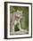 Mountain Lion or Cougar, in Captivity, Sandstone, Minnesota, USA-James Hager-Framed Photographic Print