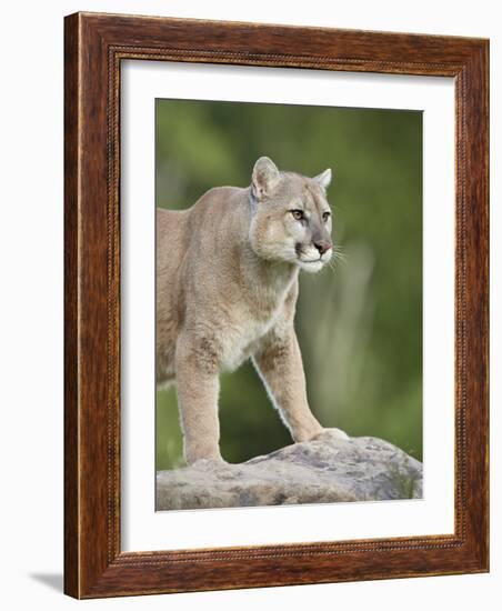 Mountain Lion or Cougar, in Captivity, Sandstone, Minnesota, USA-James Hager-Framed Photographic Print