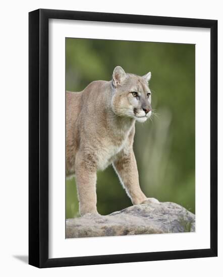 Mountain Lion or Cougar, in Captivity, Sandstone, Minnesota, USA-James Hager-Framed Photographic Print