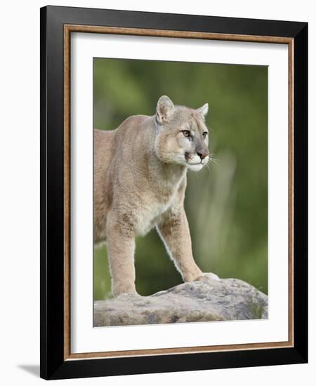 Mountain Lion or Cougar, in Captivity, Sandstone, Minnesota, USA-James Hager-Framed Photographic Print