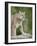 Mountain Lion or Cougar, in Captivity, Sandstone, Minnesota, USA-James Hager-Framed Photographic Print