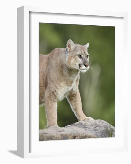 Mountain Lion or Cougar, in Captivity, Sandstone, Minnesota, USA-James Hager-Framed Photographic Print