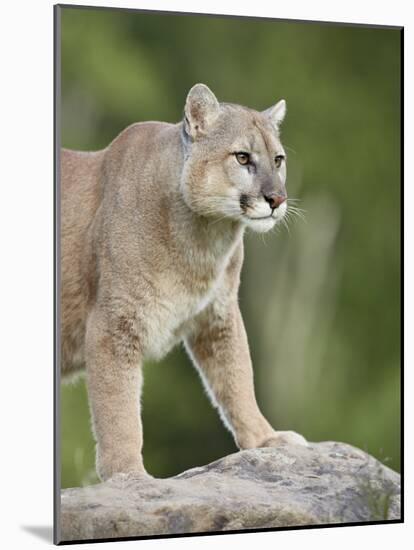 Mountain Lion or Cougar, in Captivity, Sandstone, Minnesota, USA-James Hager-Mounted Photographic Print