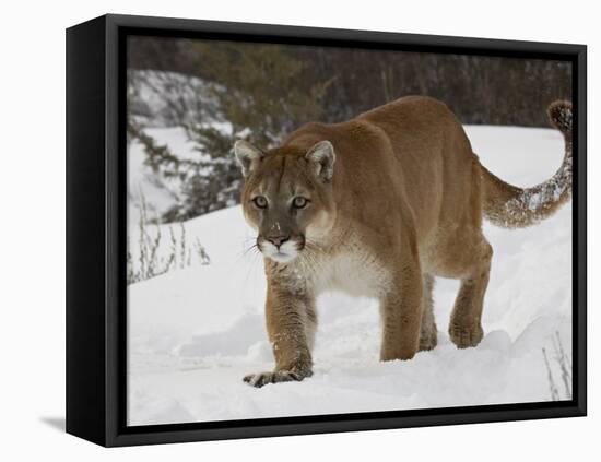 Mountain Lion or Cougar in Snow, Near Bozeman, Montana, USA-James Hager-Framed Premier Image Canvas