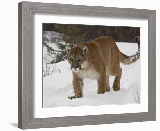 Mountain Lion or Cougar in Snow, Near Bozeman, Montana, USA-James Hager-Framed Photographic Print