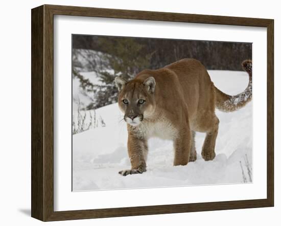 Mountain Lion or Cougar in Snow, Near Bozeman, Montana, USA-James Hager-Framed Photographic Print