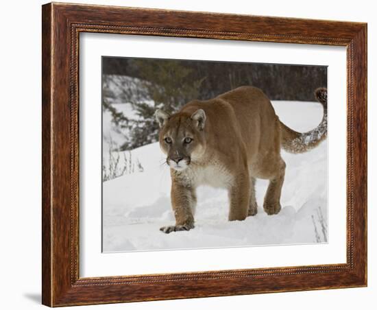 Mountain Lion or Cougar in Snow, Near Bozeman, Montana, USA-James Hager-Framed Photographic Print