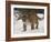 Mountain Lion or Cougar in Snow, Near Bozeman, Montana, USA-James Hager-Framed Photographic Print