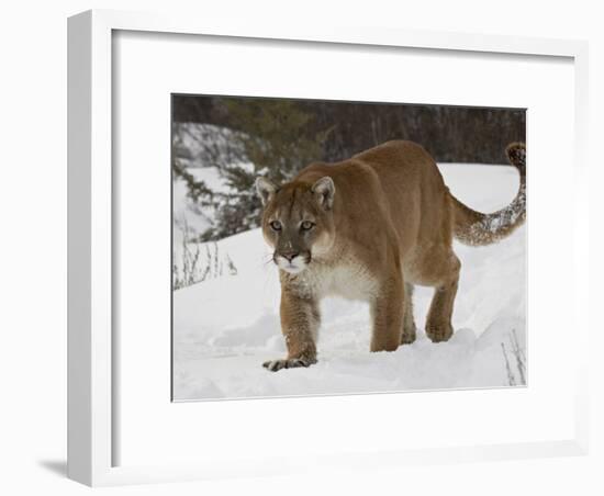 Mountain Lion or Cougar in Snow, Near Bozeman, Montana, USA-James Hager-Framed Photographic Print