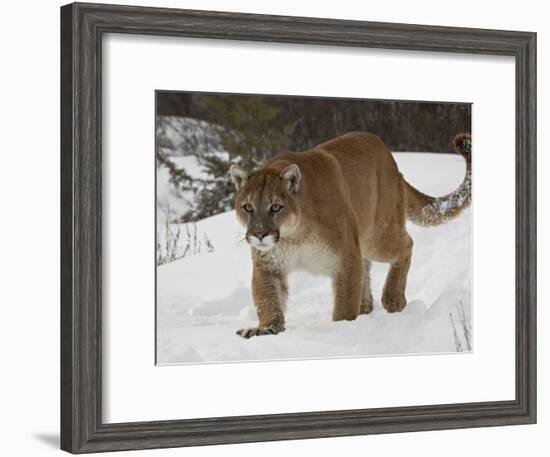 Mountain Lion or Cougar in Snow, Near Bozeman, Montana, USA-James Hager-Framed Photographic Print