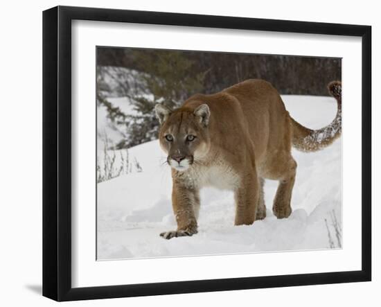 Mountain Lion or Cougar in Snow, Near Bozeman, Montana, USA-James Hager-Framed Photographic Print