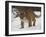 Mountain Lion or Cougar in Snow, Near Bozeman, Montana, USA-James Hager-Framed Photographic Print