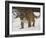 Mountain Lion or Cougar in Snow, Near Bozeman, Montana, USA-James Hager-Framed Photographic Print