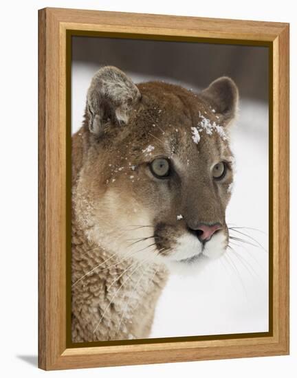 Mountain Lion or Cougar in Snow, Near Bozeman, Montana, USA-James Hager-Framed Premier Image Canvas