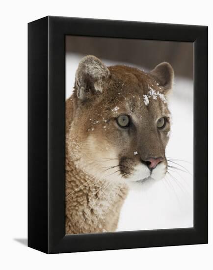 Mountain Lion or Cougar in Snow, Near Bozeman, Montana, USA-James Hager-Framed Premier Image Canvas