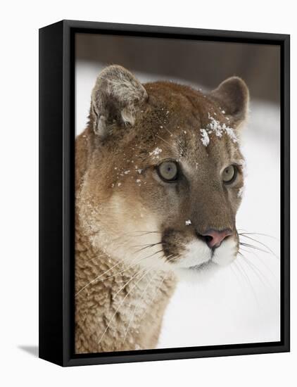 Mountain Lion or Cougar in Snow, Near Bozeman, Montana, USA-James Hager-Framed Premier Image Canvas