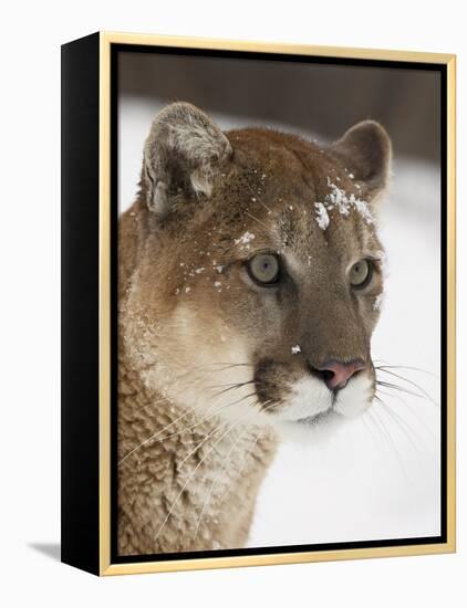 Mountain Lion or Cougar in Snow, Near Bozeman, Montana, USA-James Hager-Framed Premier Image Canvas