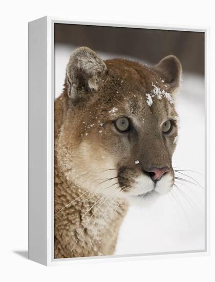 Mountain Lion or Cougar in Snow, Near Bozeman, Montana, USA-James Hager-Framed Premier Image Canvas