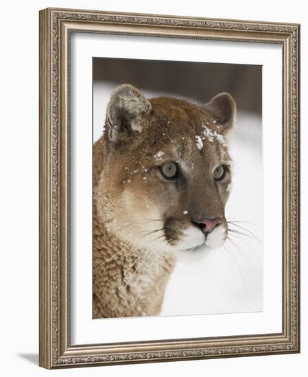 Mountain Lion or Cougar in Snow, Near Bozeman, Montana, USA-James Hager-Framed Photographic Print