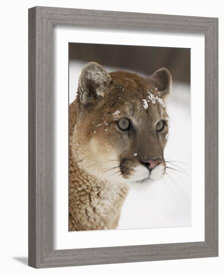 Mountain Lion or Cougar in Snow, Near Bozeman, Montana, USA-James Hager-Framed Photographic Print