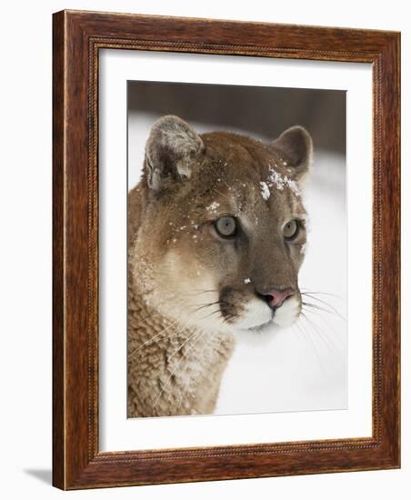 Mountain Lion or Cougar in Snow, Near Bozeman, Montana, USA-James Hager-Framed Photographic Print