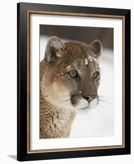 Mountain Lion or Cougar in Snow, Near Bozeman, Montana, USA-James Hager-Framed Photographic Print