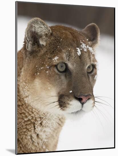 Mountain Lion or Cougar in Snow, Near Bozeman, Montana, USA-James Hager-Mounted Photographic Print