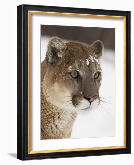 Mountain Lion or Cougar in Snow, Near Bozeman, Montana, USA-James Hager-Framed Photographic Print