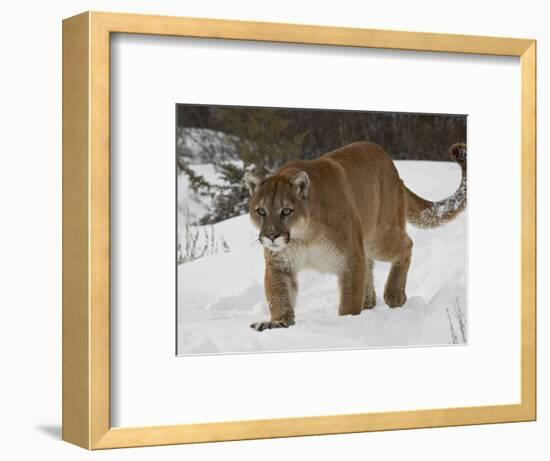 Mountain Lion or Cougar in Snow, Near Bozeman, Montana, USA-James Hager-Framed Photographic Print