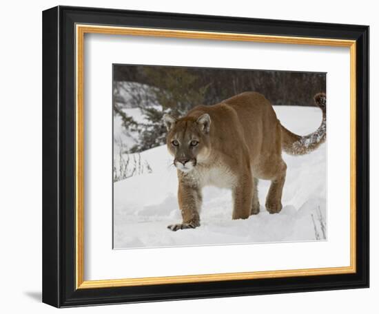 Mountain Lion or Cougar in Snow, Near Bozeman, Montana, USA-James Hager-Framed Photographic Print