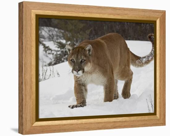 Mountain Lion or Cougar in Snow, Near Bozeman, Montana, USA-James Hager-Framed Premier Image Canvas