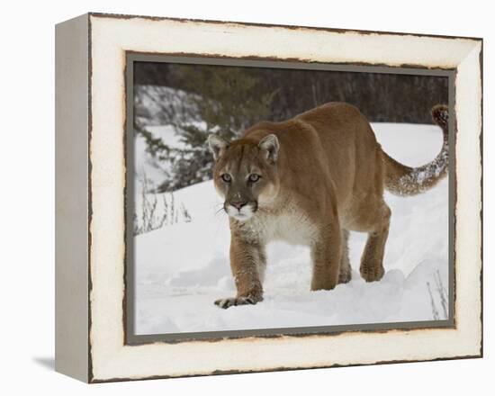 Mountain Lion or Cougar in Snow, Near Bozeman, Montana, USA-James Hager-Framed Premier Image Canvas