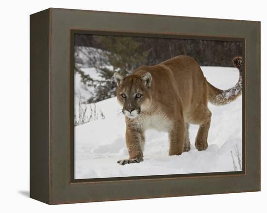 Mountain Lion or Cougar in Snow, Near Bozeman, Montana, USA-James Hager-Framed Premier Image Canvas