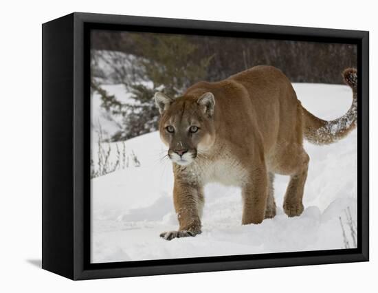 Mountain Lion or Cougar in Snow, Near Bozeman, Montana, USA-James Hager-Framed Premier Image Canvas