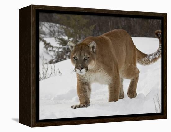 Mountain Lion or Cougar in Snow, Near Bozeman, Montana, USA-James Hager-Framed Premier Image Canvas