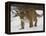 Mountain Lion or Cougar in Snow, Near Bozeman, Montana, USA-James Hager-Framed Premier Image Canvas