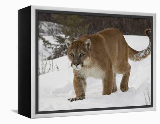 Mountain Lion or Cougar in Snow, Near Bozeman, Montana, USA-James Hager-Framed Premier Image Canvas